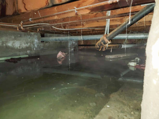 Best Professional water damage repair  in Saratoga, WY